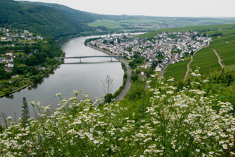 Mosel 07-2012D35_8418 als Smart-Objekt-1 Kopie.jpg - Nach dem zweiten Frühstück auf dem Kirchparkplatz sind wir in die Weinberge gefahren. Die Fahrt über sehr schmale Straßen wurde mit einer grandiosen Aussicht auf die Mosel belohnt